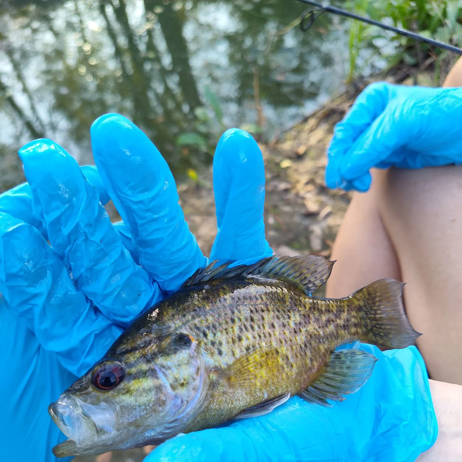 The most recent Warmouth catches on Fishbrain