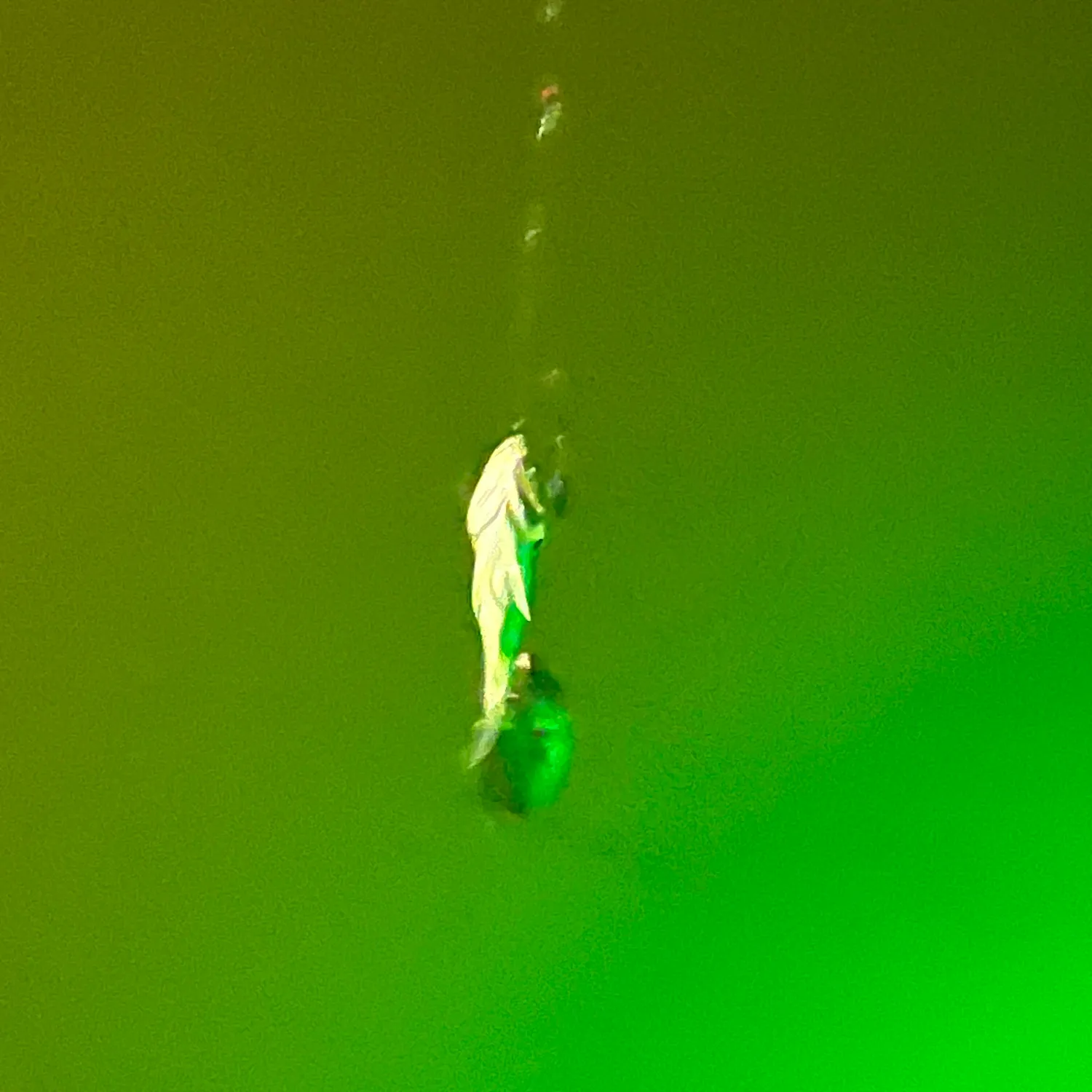 The most recent White perch catches on Fishbrain