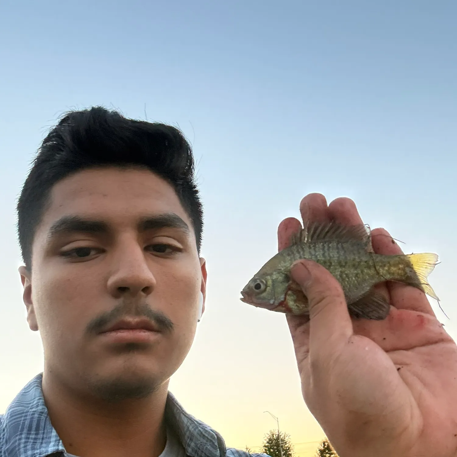 Bluegill caught on Fishbrain