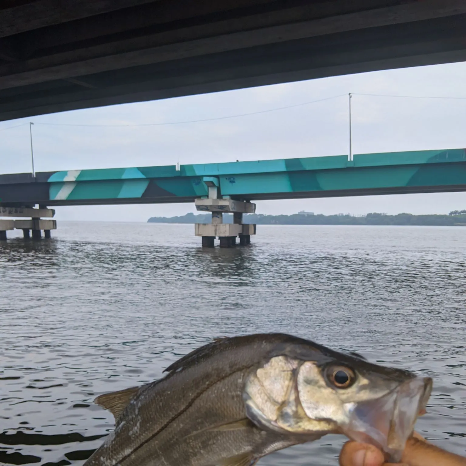 The most recent Fat snook catches on Fishbrain