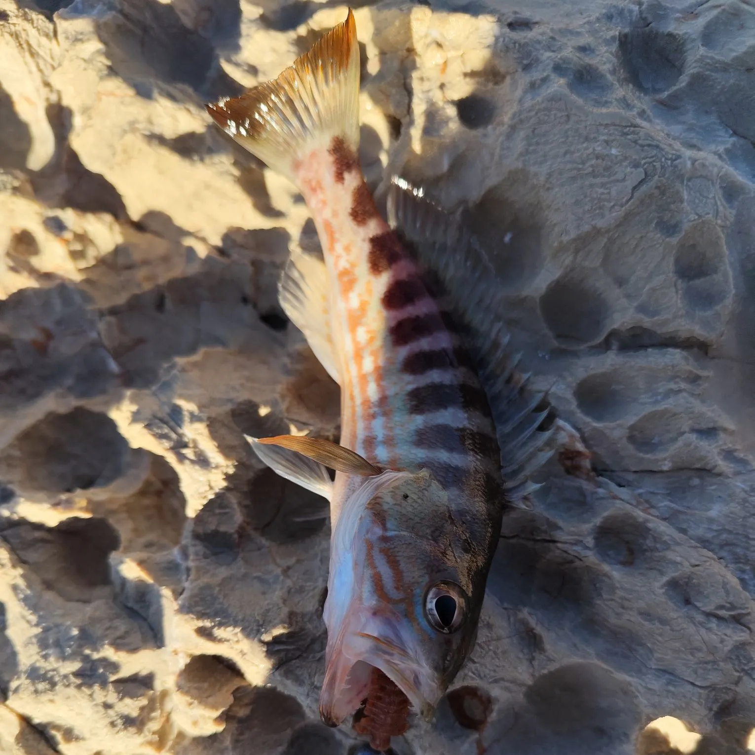 The most recent Comber catches on Fishbrain