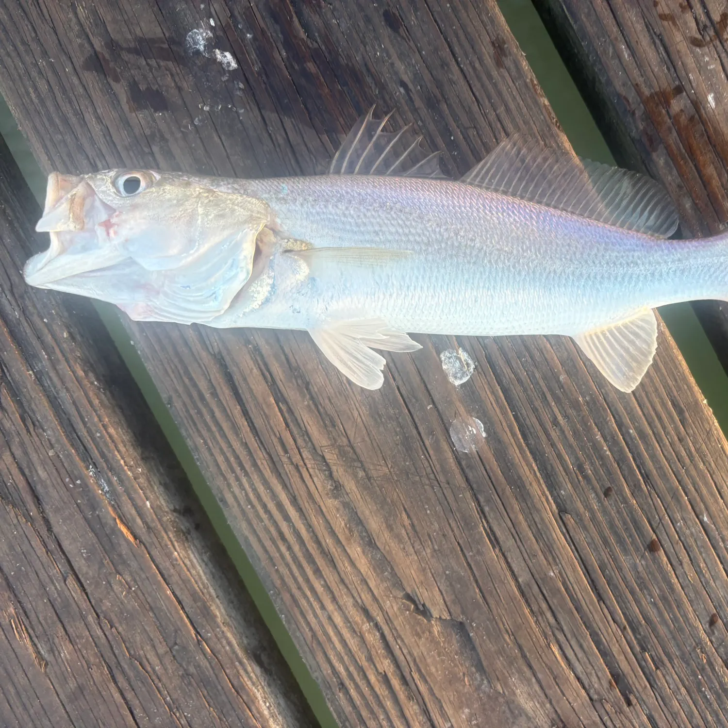 The most recent Sand seatrout catches on Fishbrain