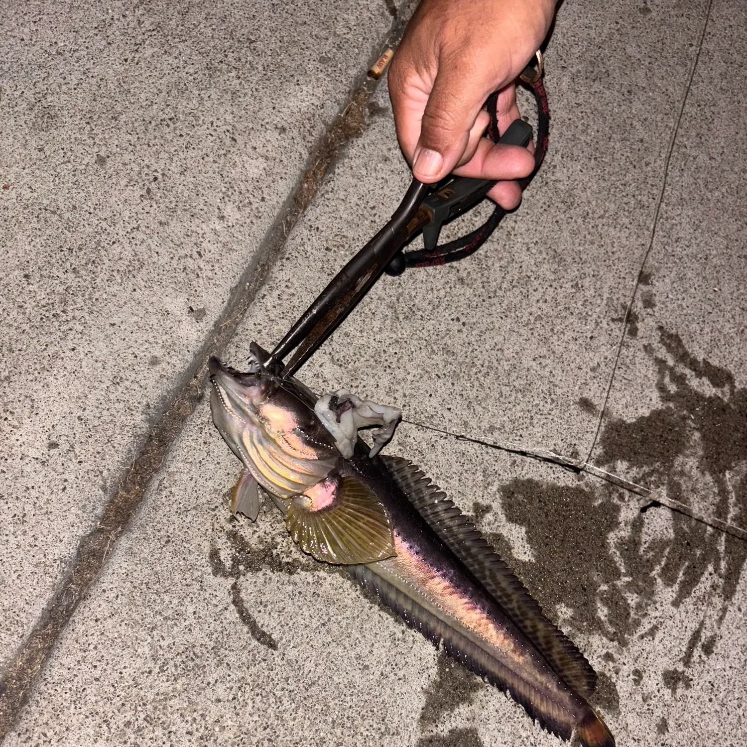 The most recent Plainfin midshipman catches on Fishbrain