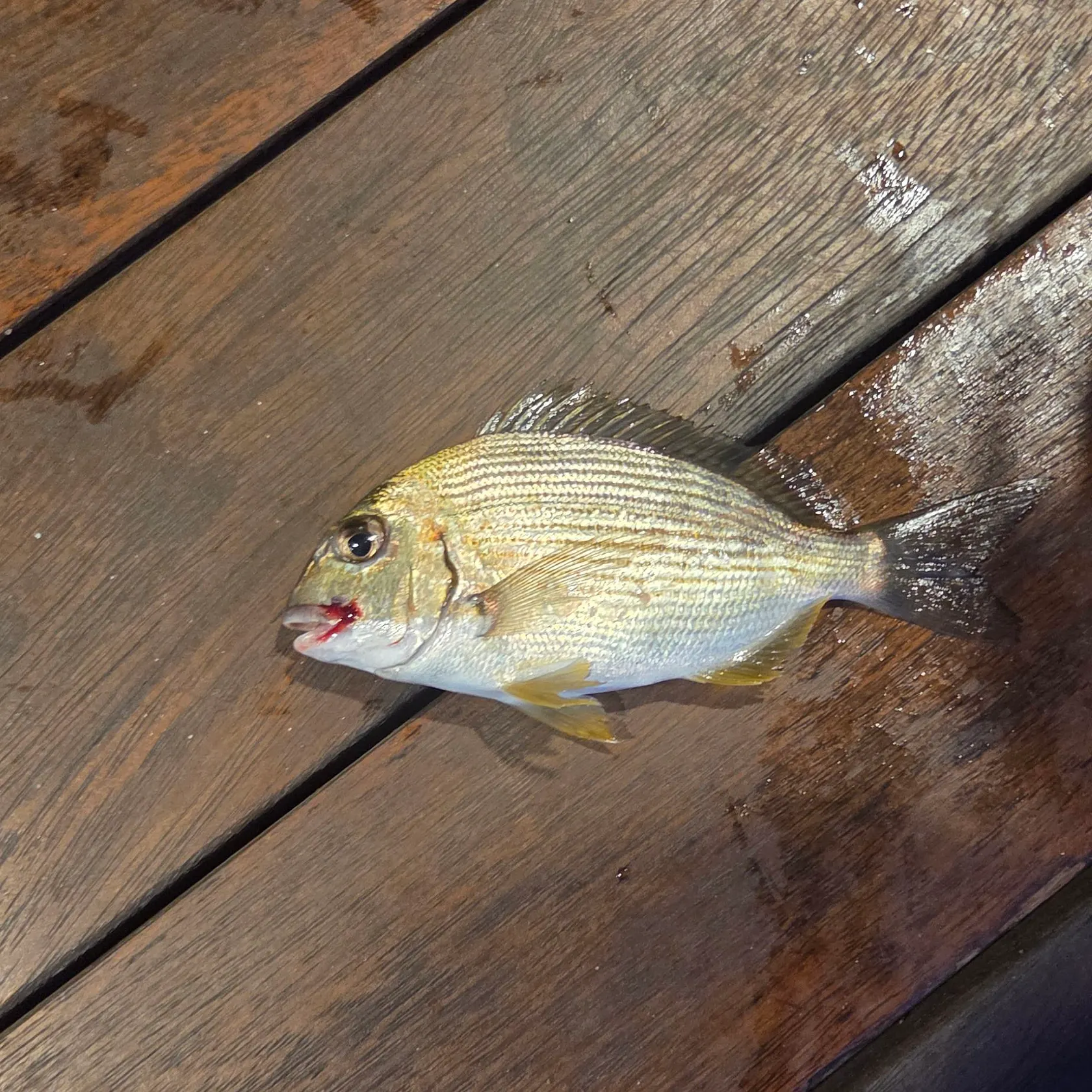 Fish caught on Fishbrain