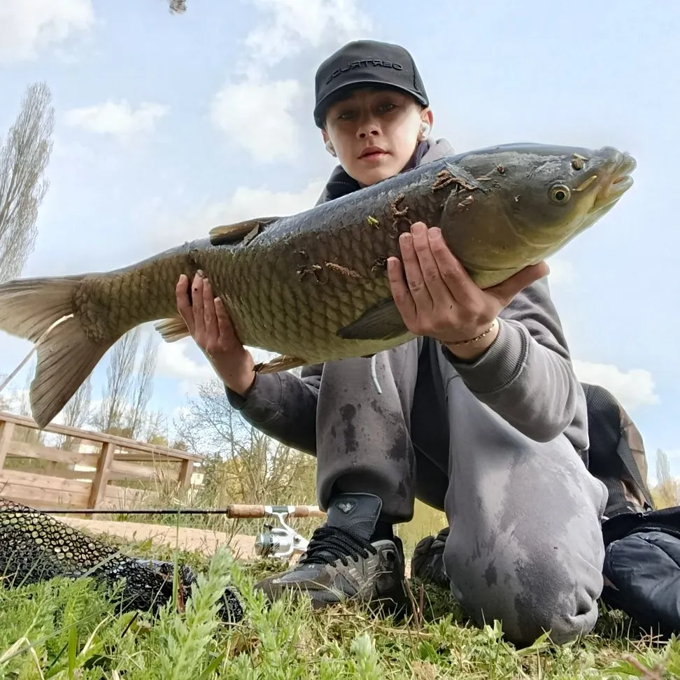 The most recent Grass carp catches on Fishbrain