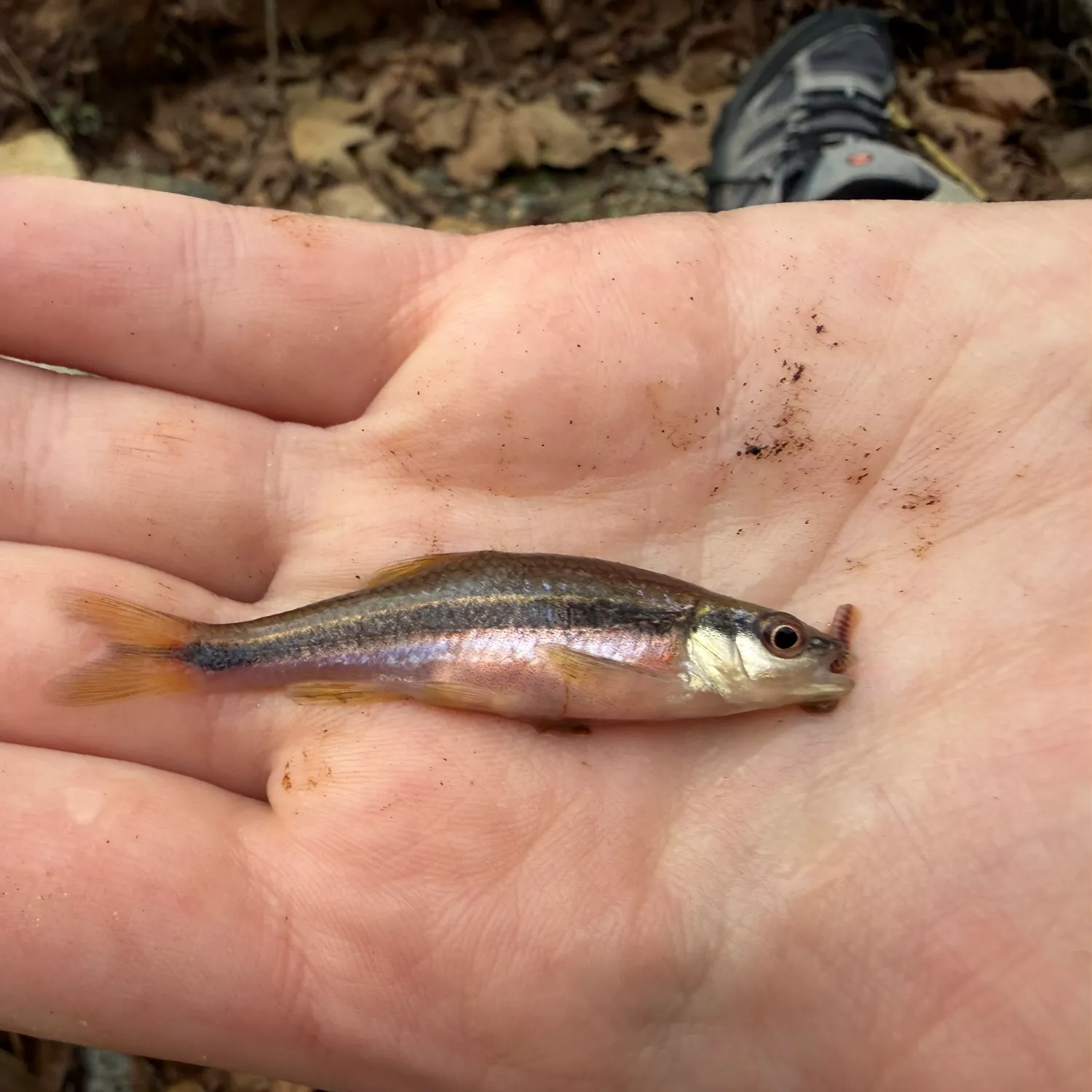 The most recent Yellowfin shiner catches on Fishbrain