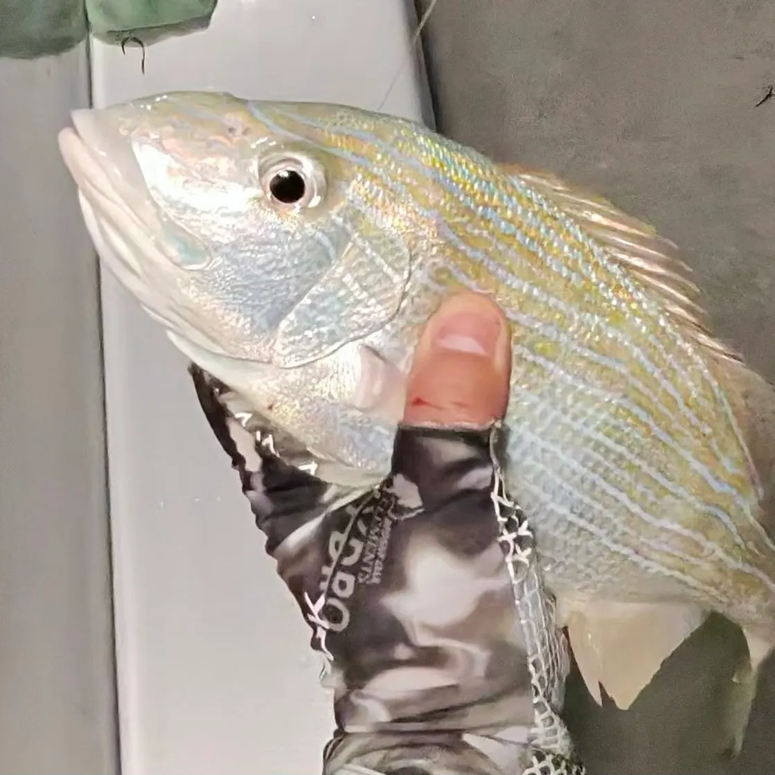 White grunt caught on Fishbrain