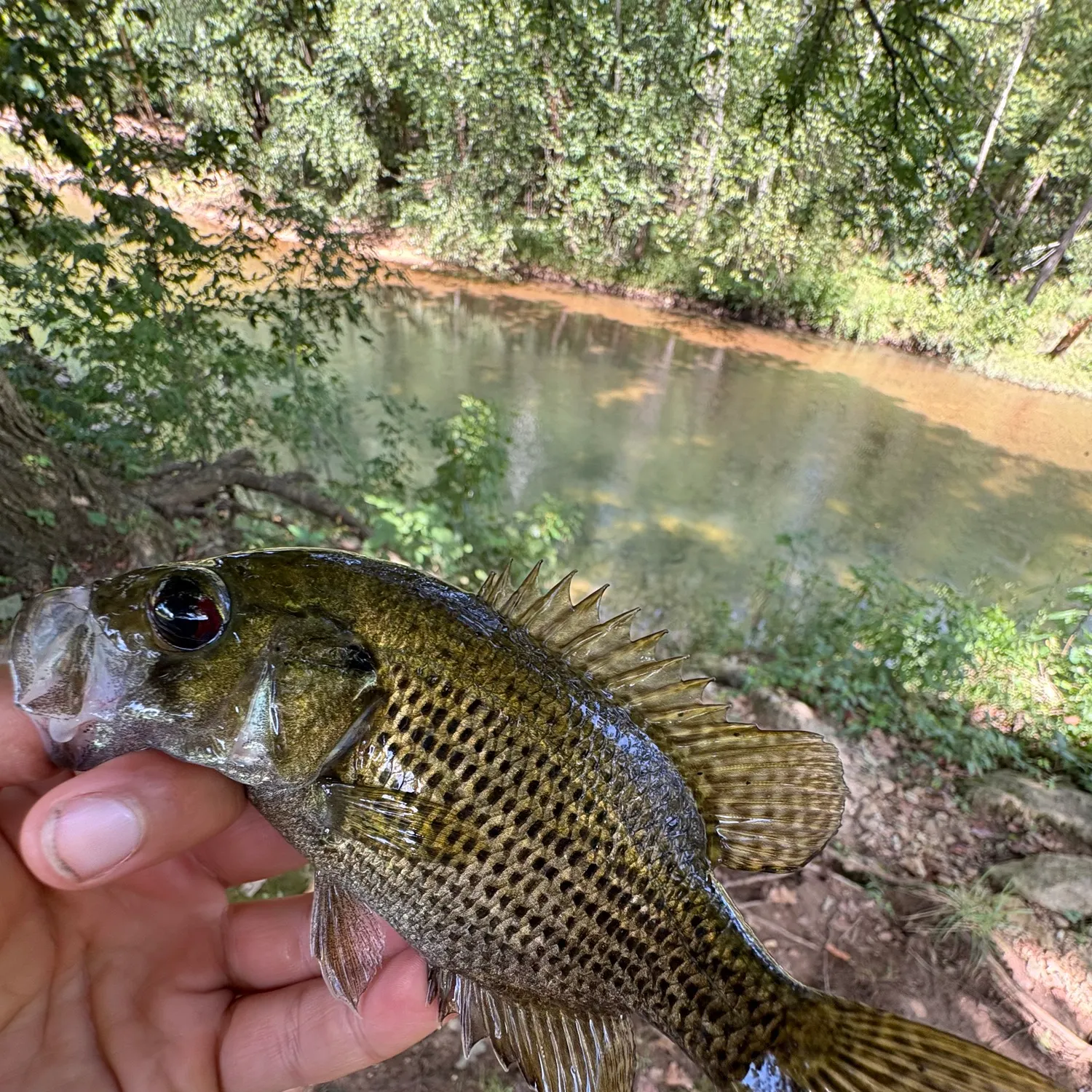 Rock bass caught on Fishbrain