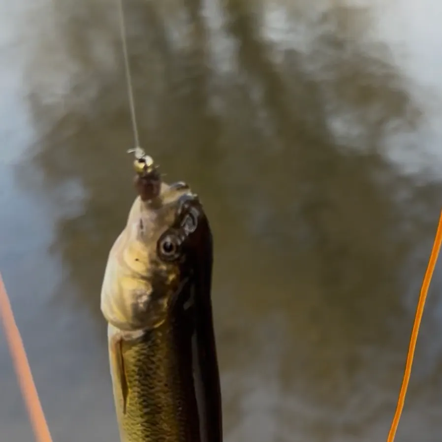 Creek chub caught on Fishbrain
