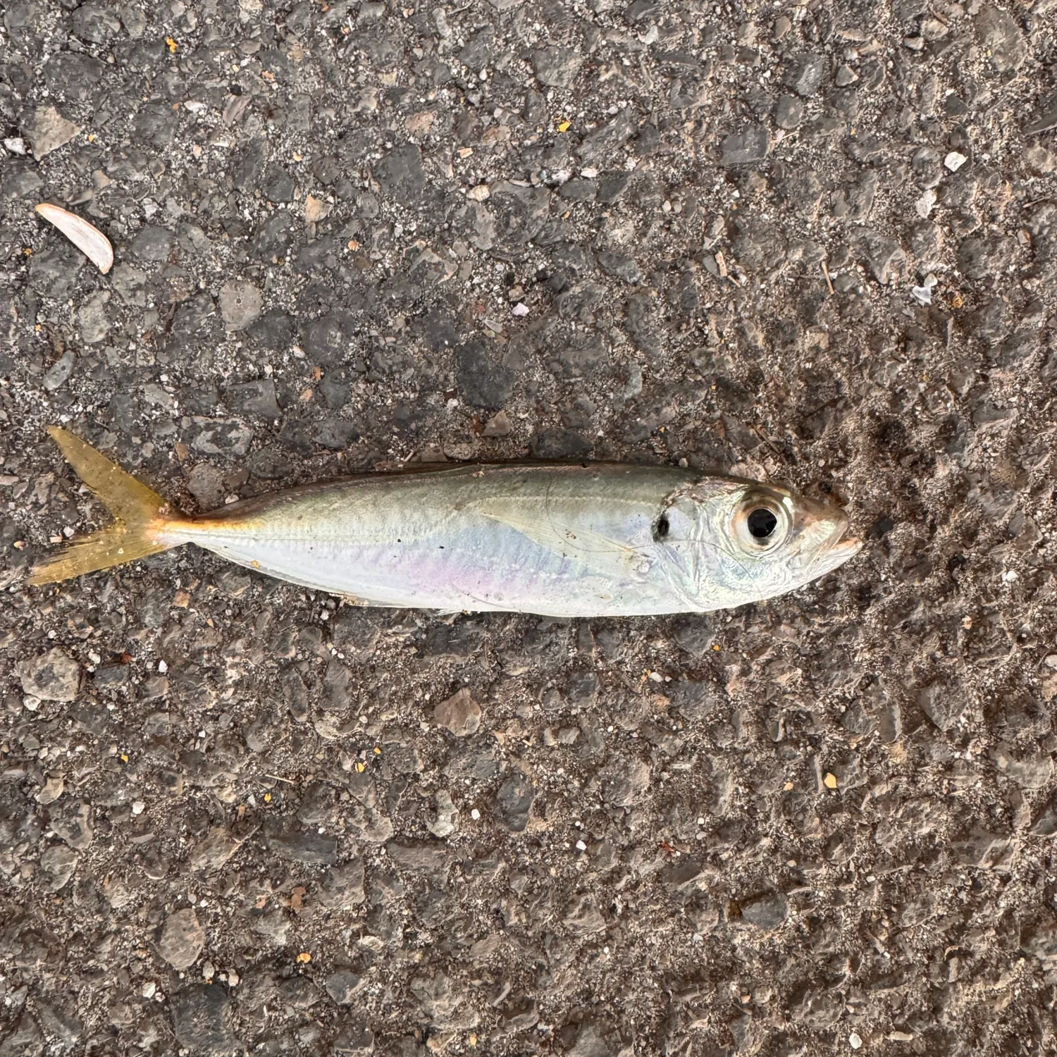Atlantic mackerel caught on Fishbrain