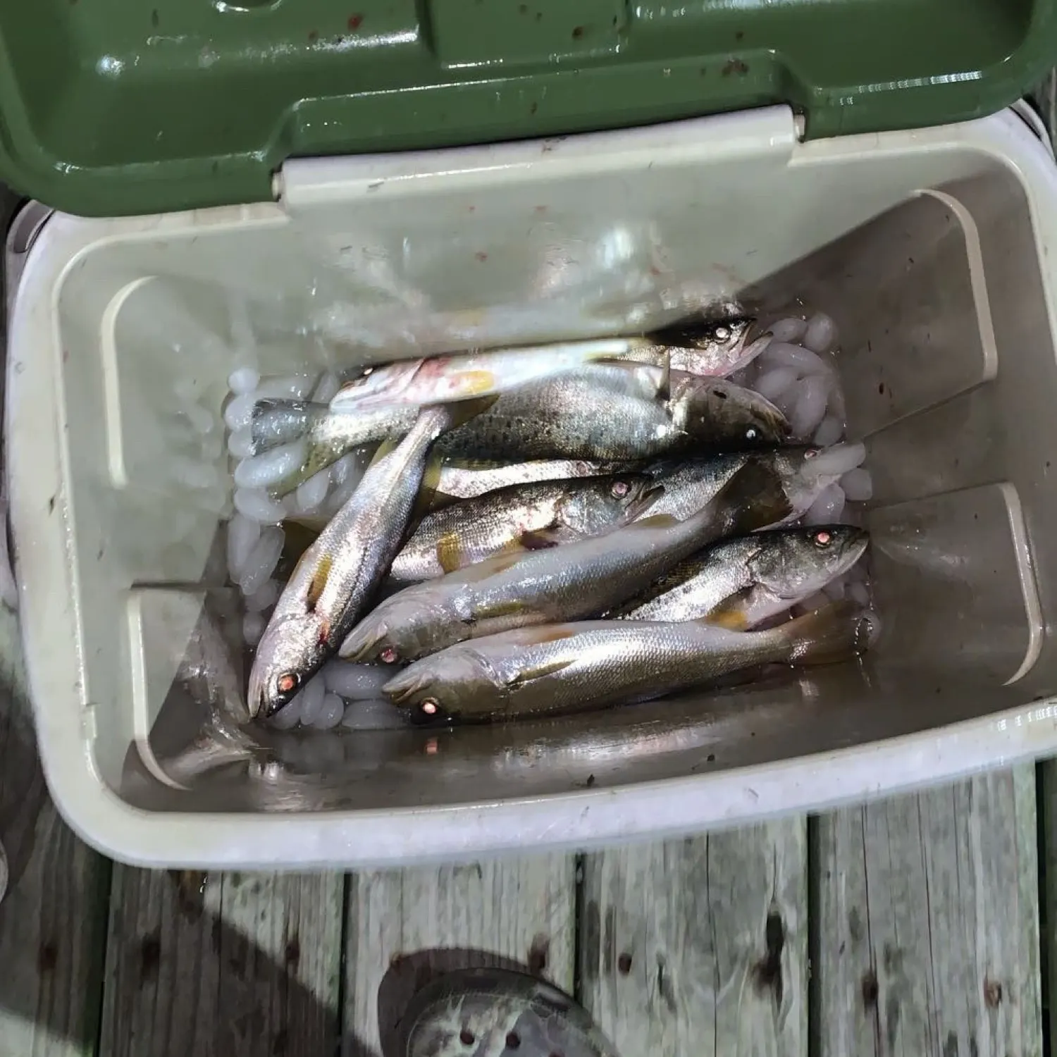 recently logged catches