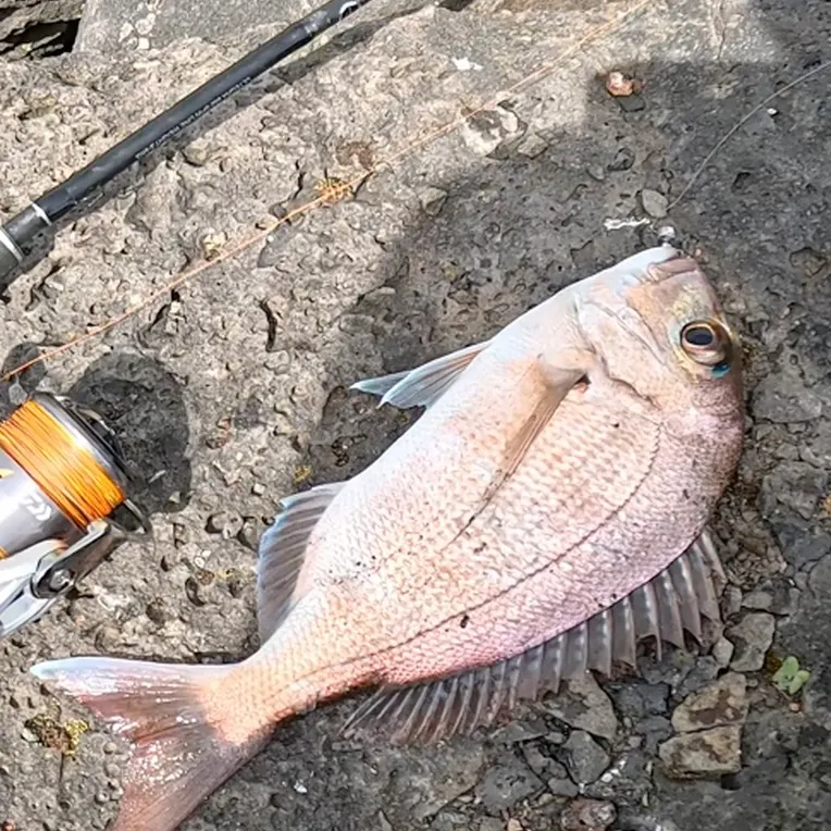 Australasian snapper caught on Fishbrain