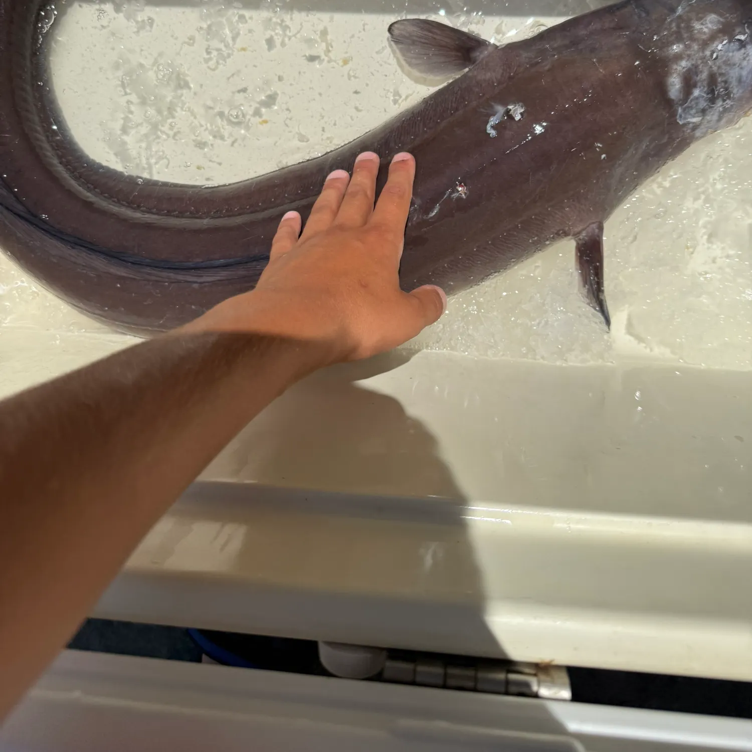 The most recent Longfin African conger catches on Fishbrain