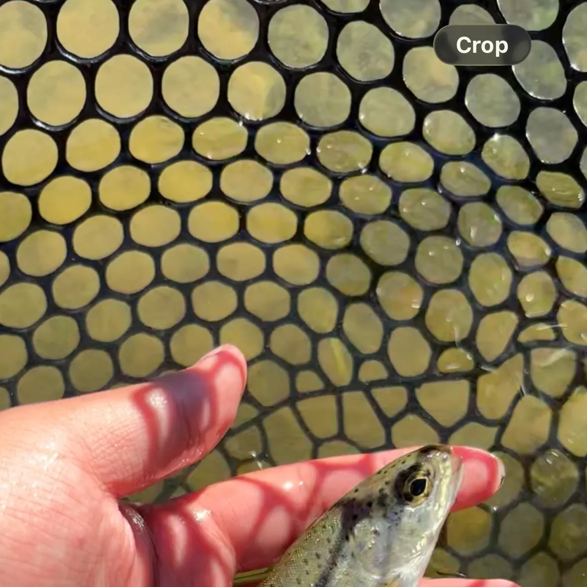 Rainbow trout caught on Fishbrain