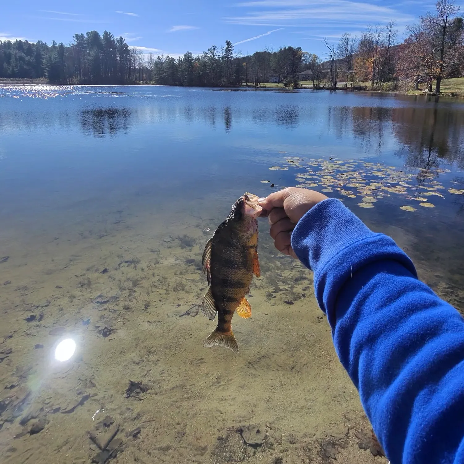 Yellow perch caught on Fishbrain