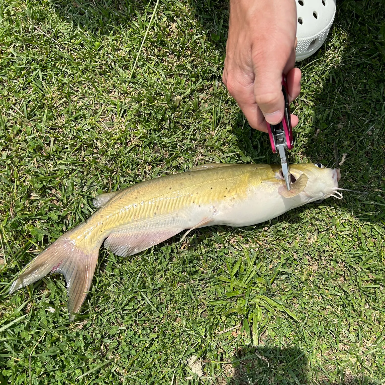 catch