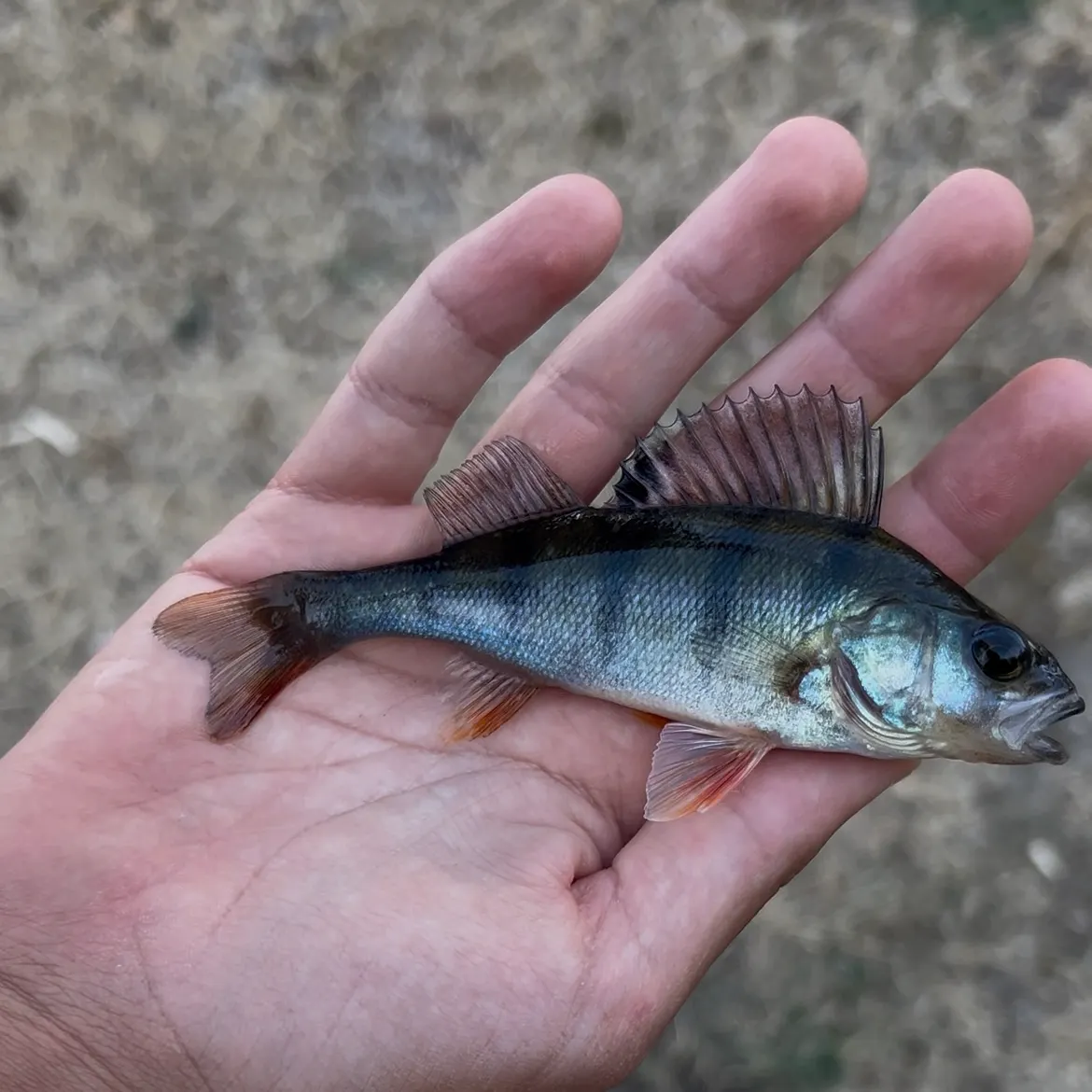 European perch caught on Fishbrain