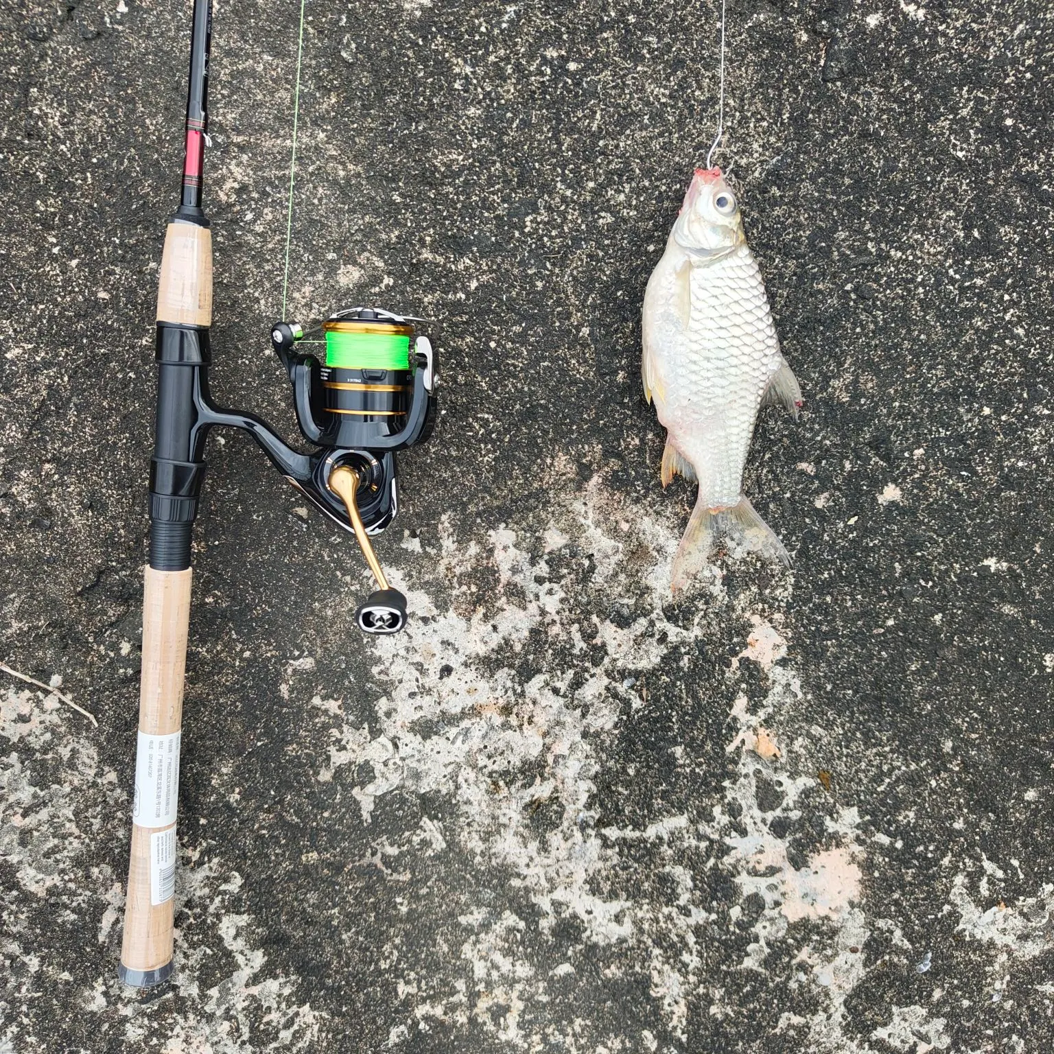 recently logged catches