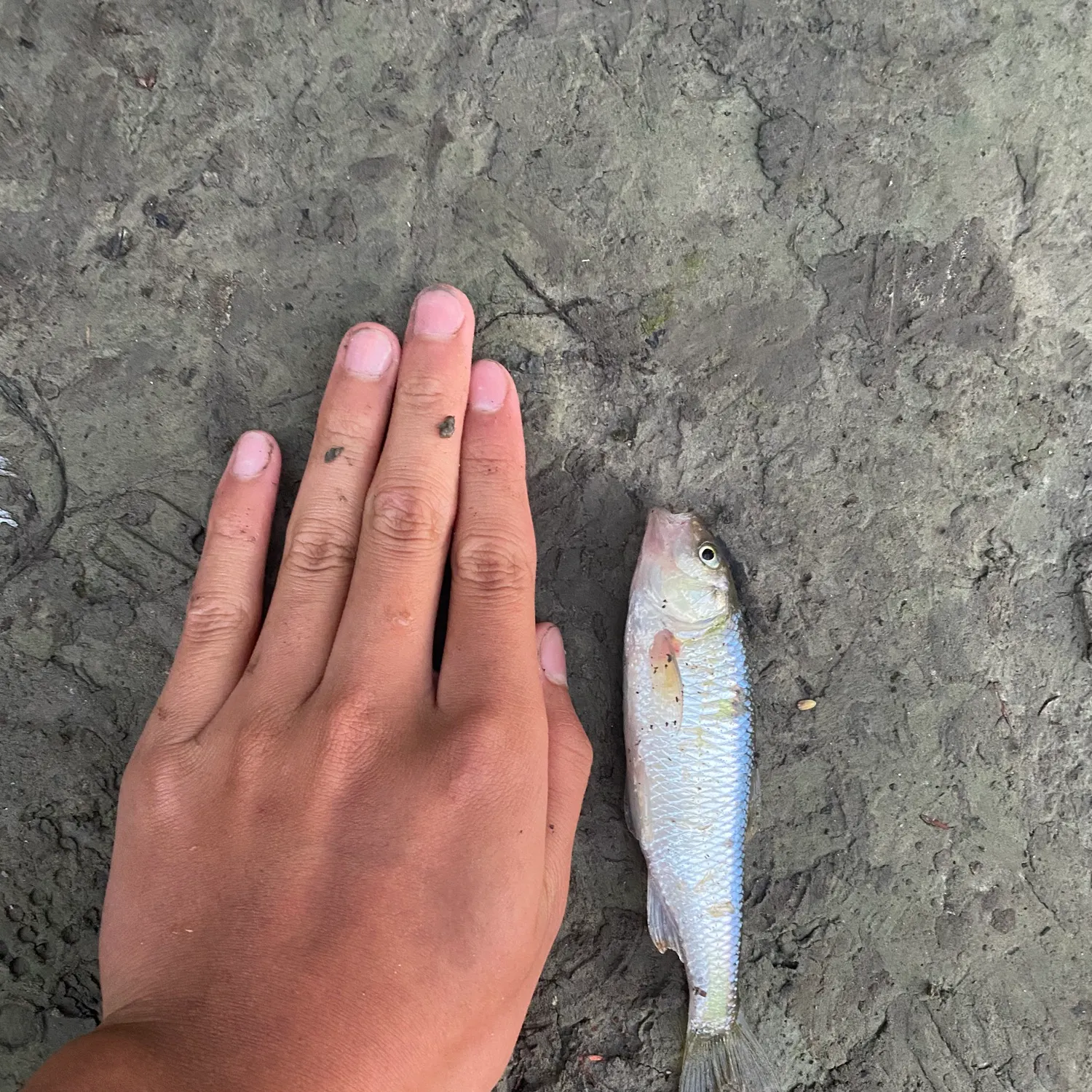 Striped shiner caught on Fishbrain