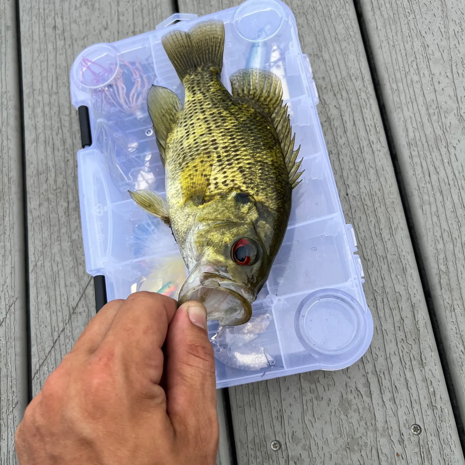 Rock bass caught on Fishbrain