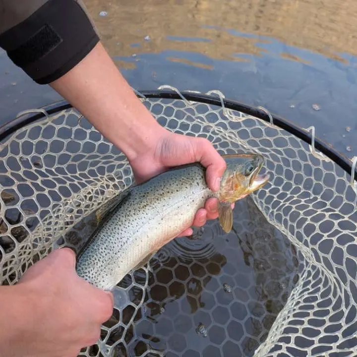 The most recent Westslope cutthroat trout catches on Fishbrain