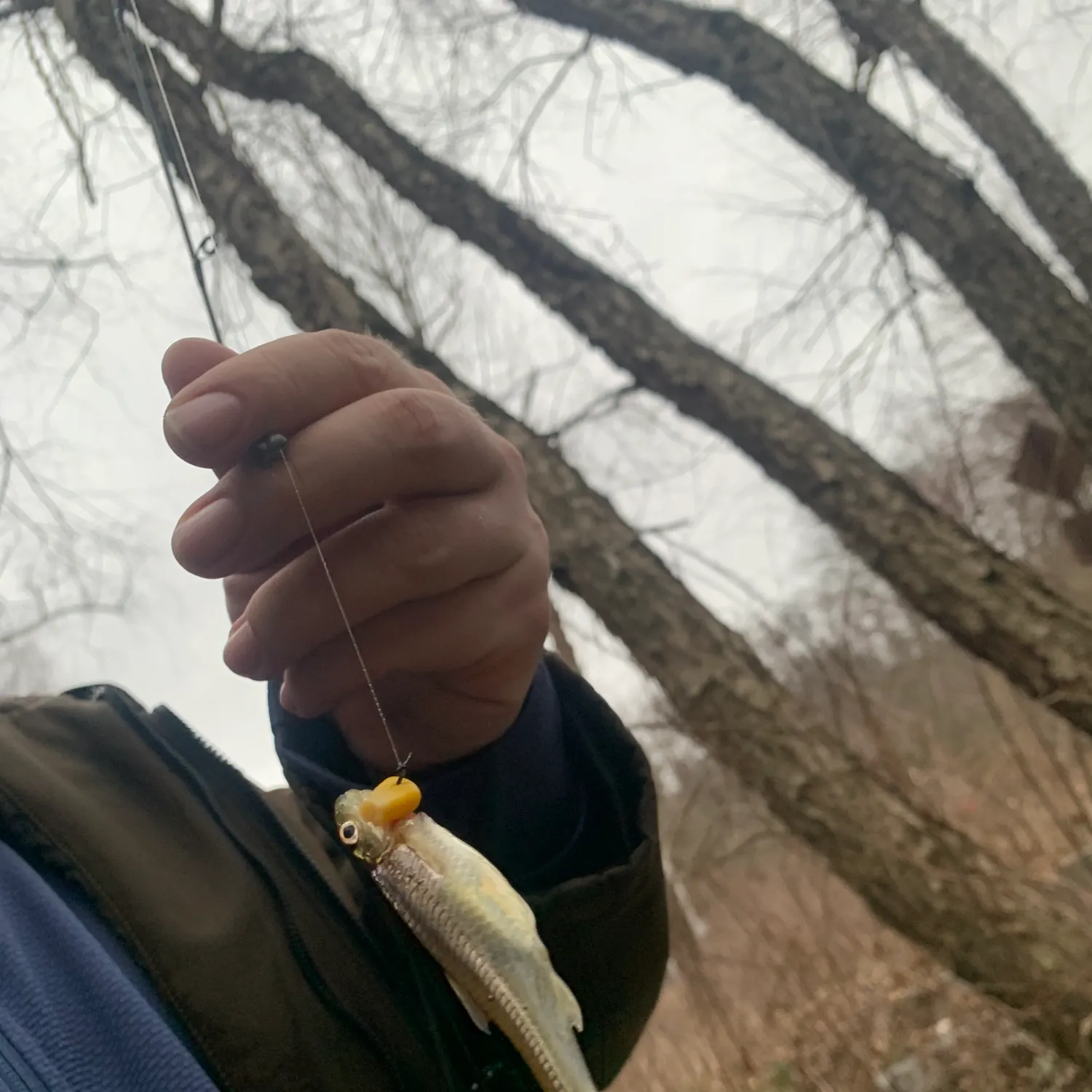 The most recent Fallfish catches on Fishbrain