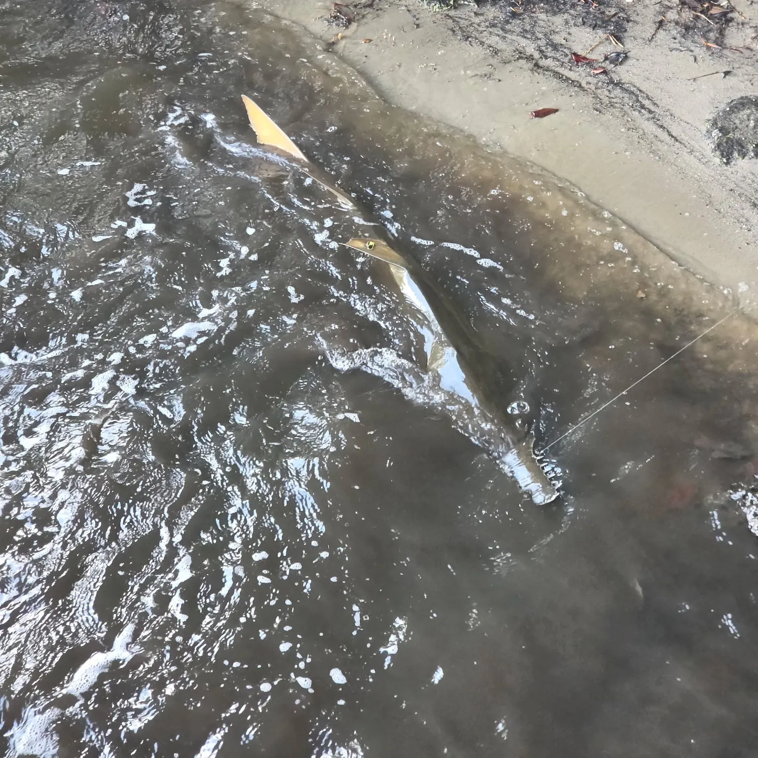 The most recent Smalltooth sawfish catches on Fishbrain