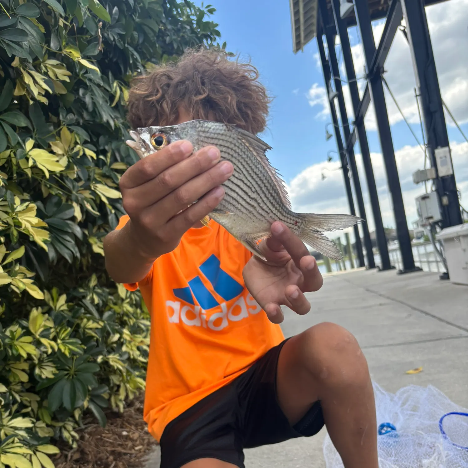 The most recent Striped mojarra catches on Fishbrain