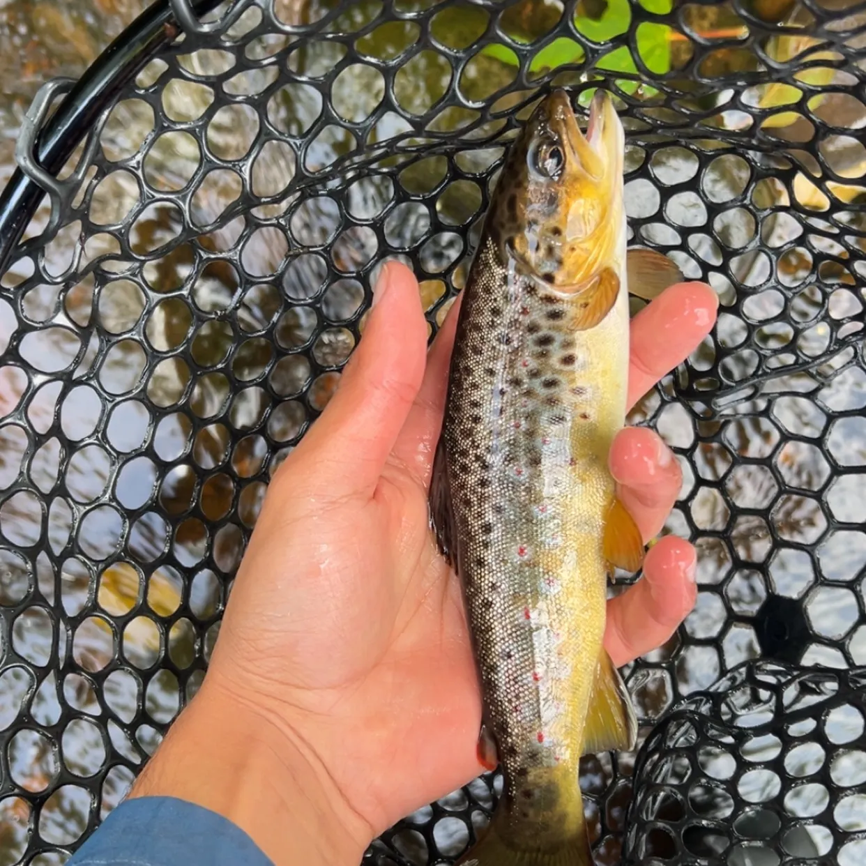 The most recent Brown trout catches on Fishbrain