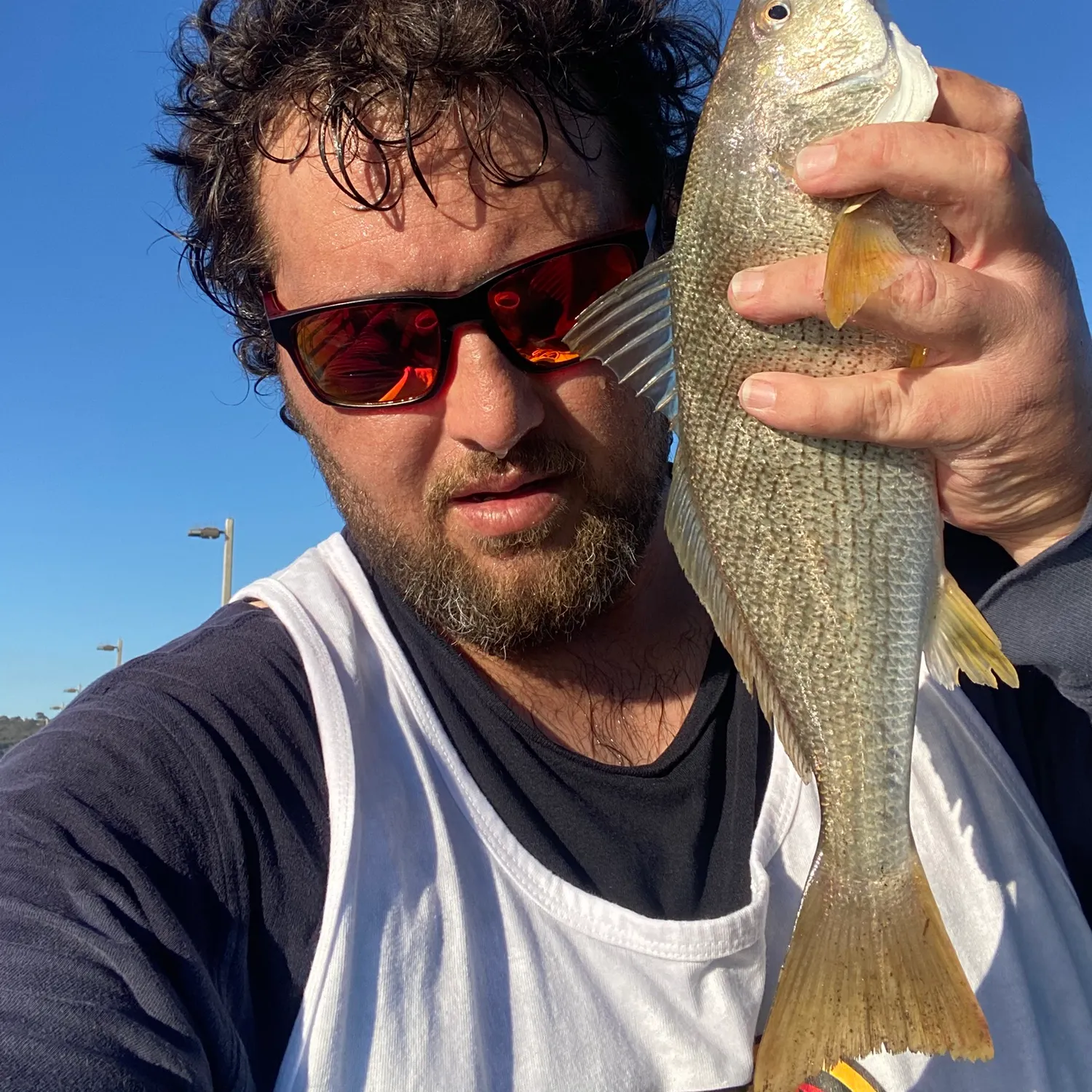 Yellowfin croaker caught on Fishbrain
