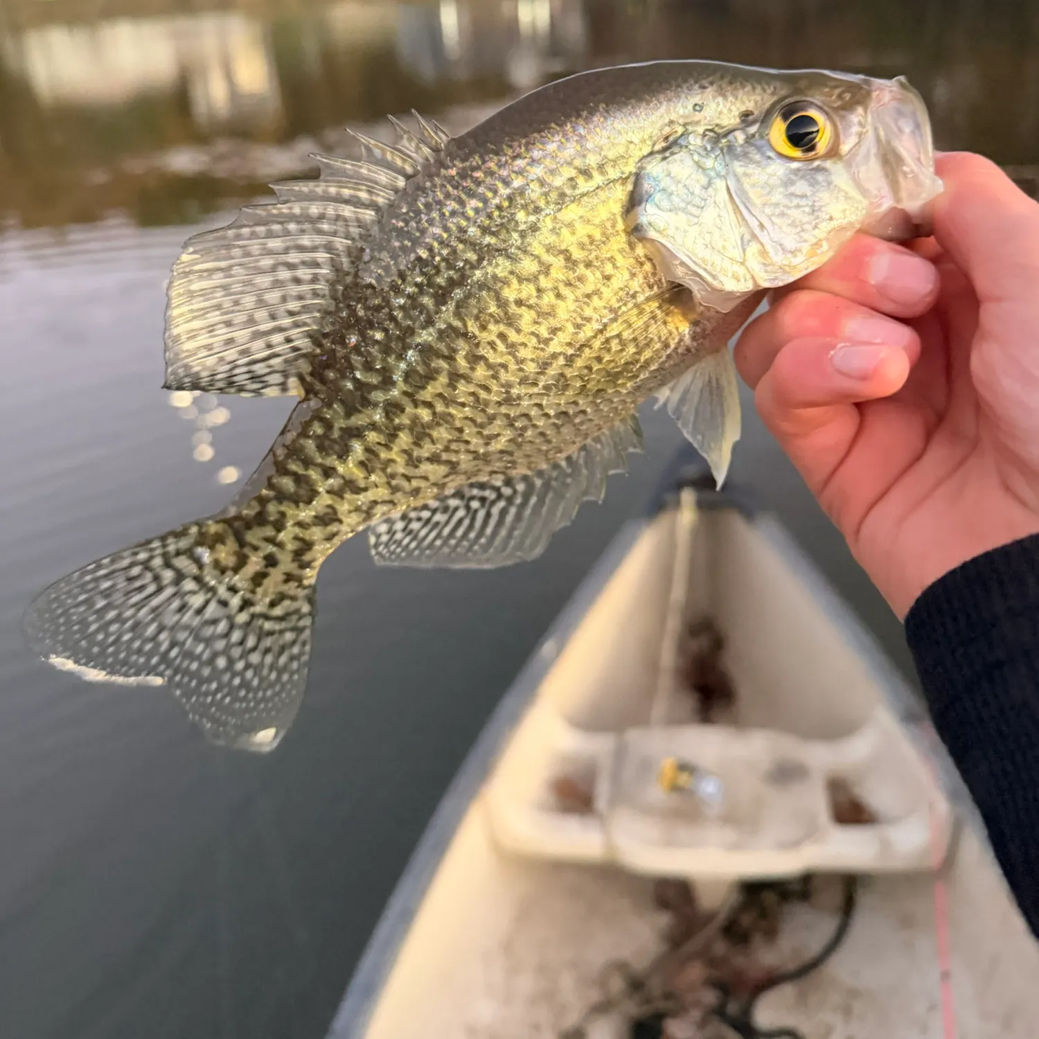 White crappie caught on Fishbrain