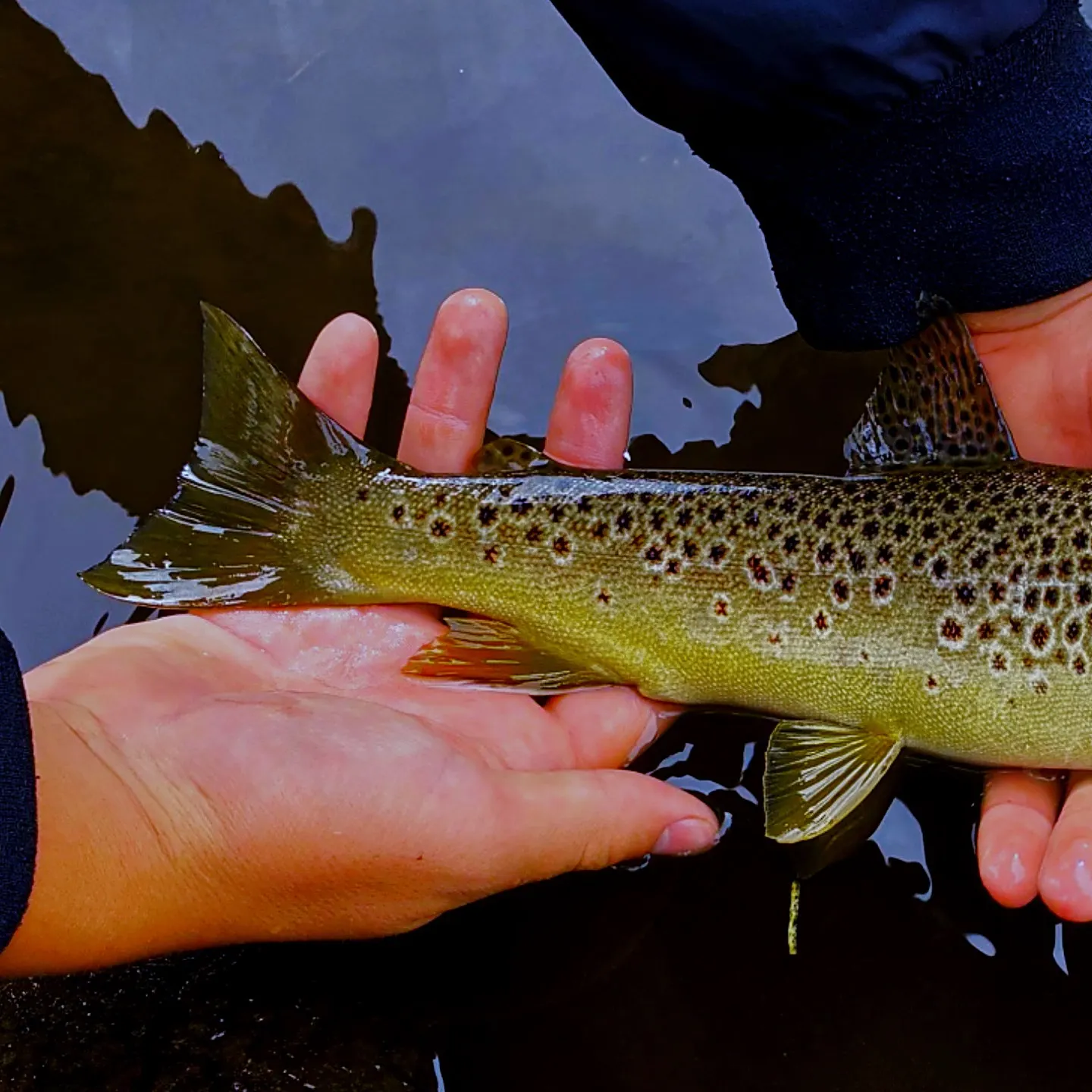 Brown trout caught on Fishbrain