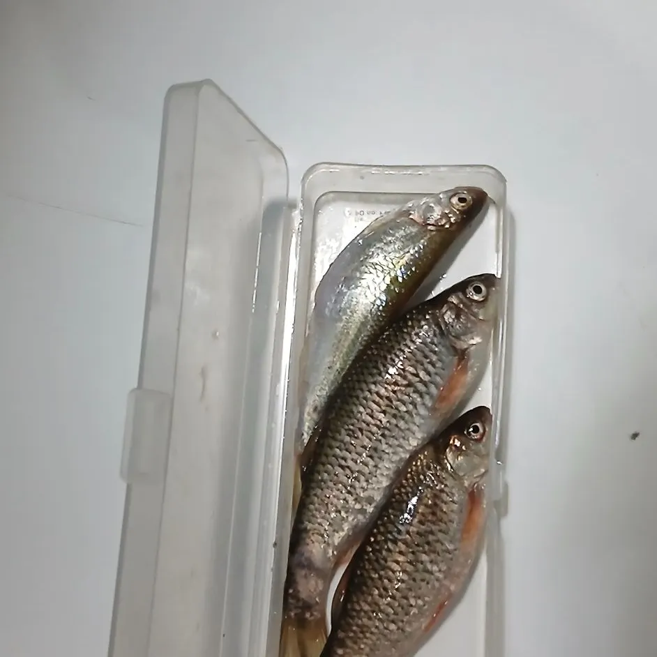 The most recent Rutilus rubilio catches on Fishbrain