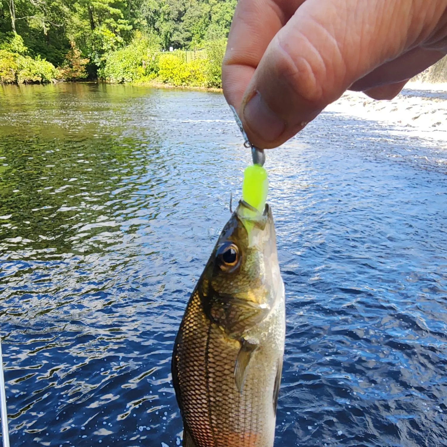 White perch caught on Fishbrain