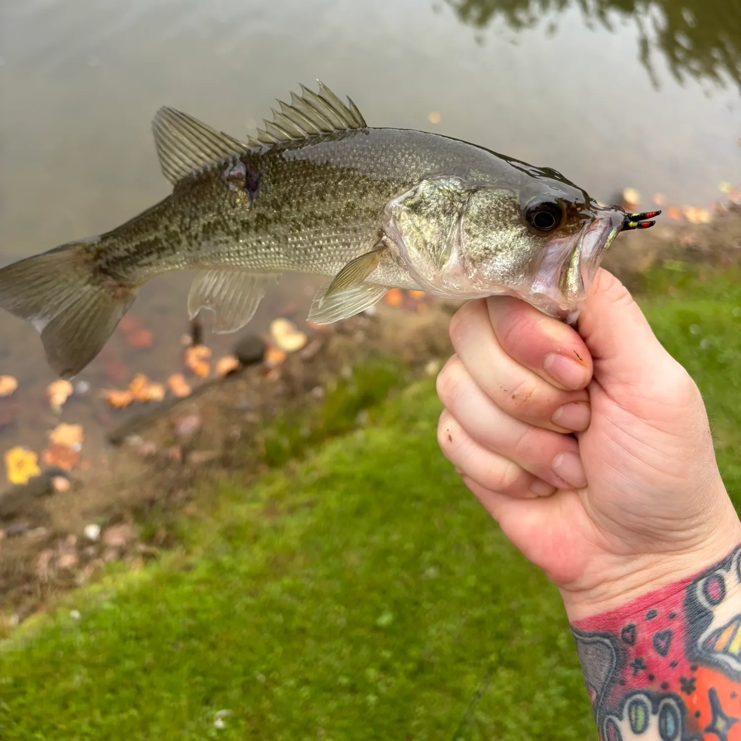 Largemouth bass caught on Fishbrain