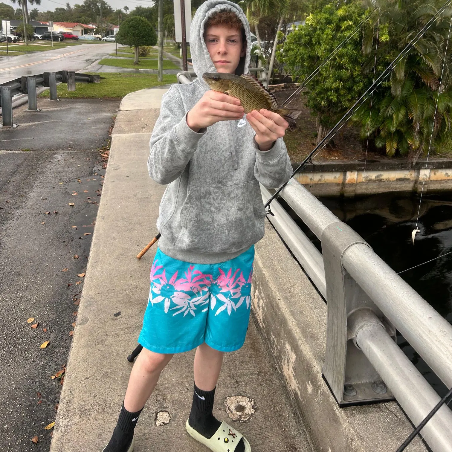 The most recent Mangrove snapper catches on Fishbrain