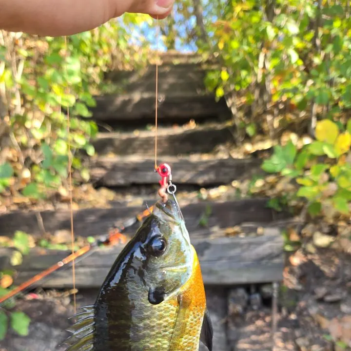 Bluegill caught on Fishbrain