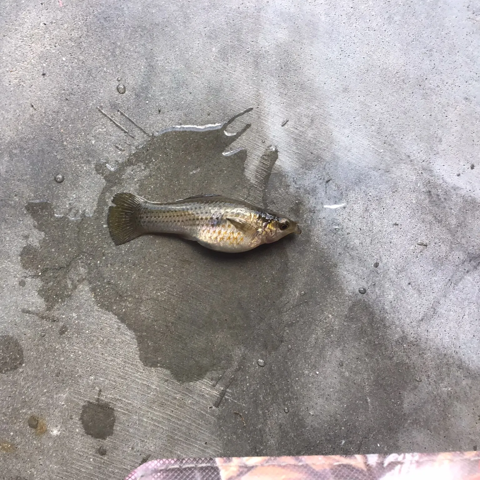 The most recent Fathead minnow catches on Fishbrain