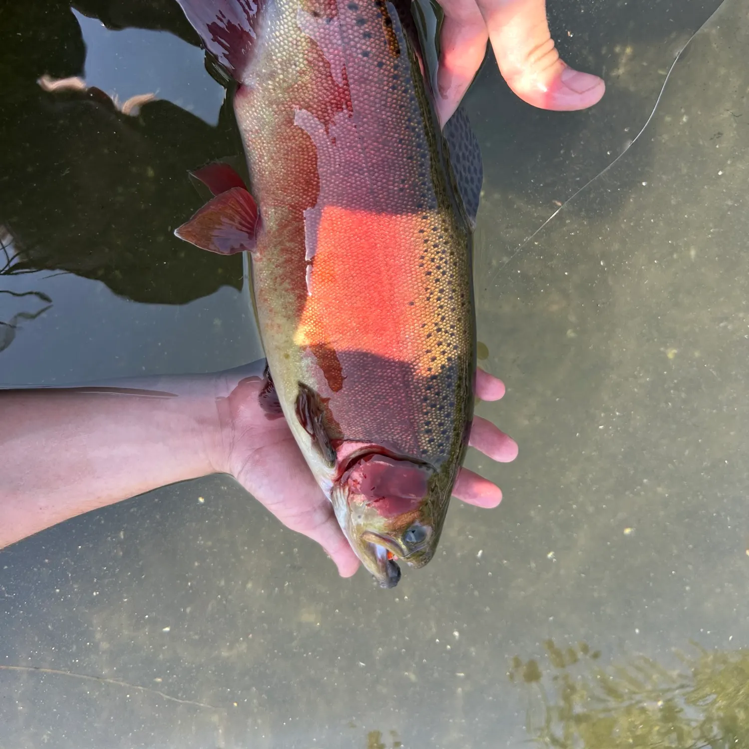 Rainbow trout caught on Fishbrain