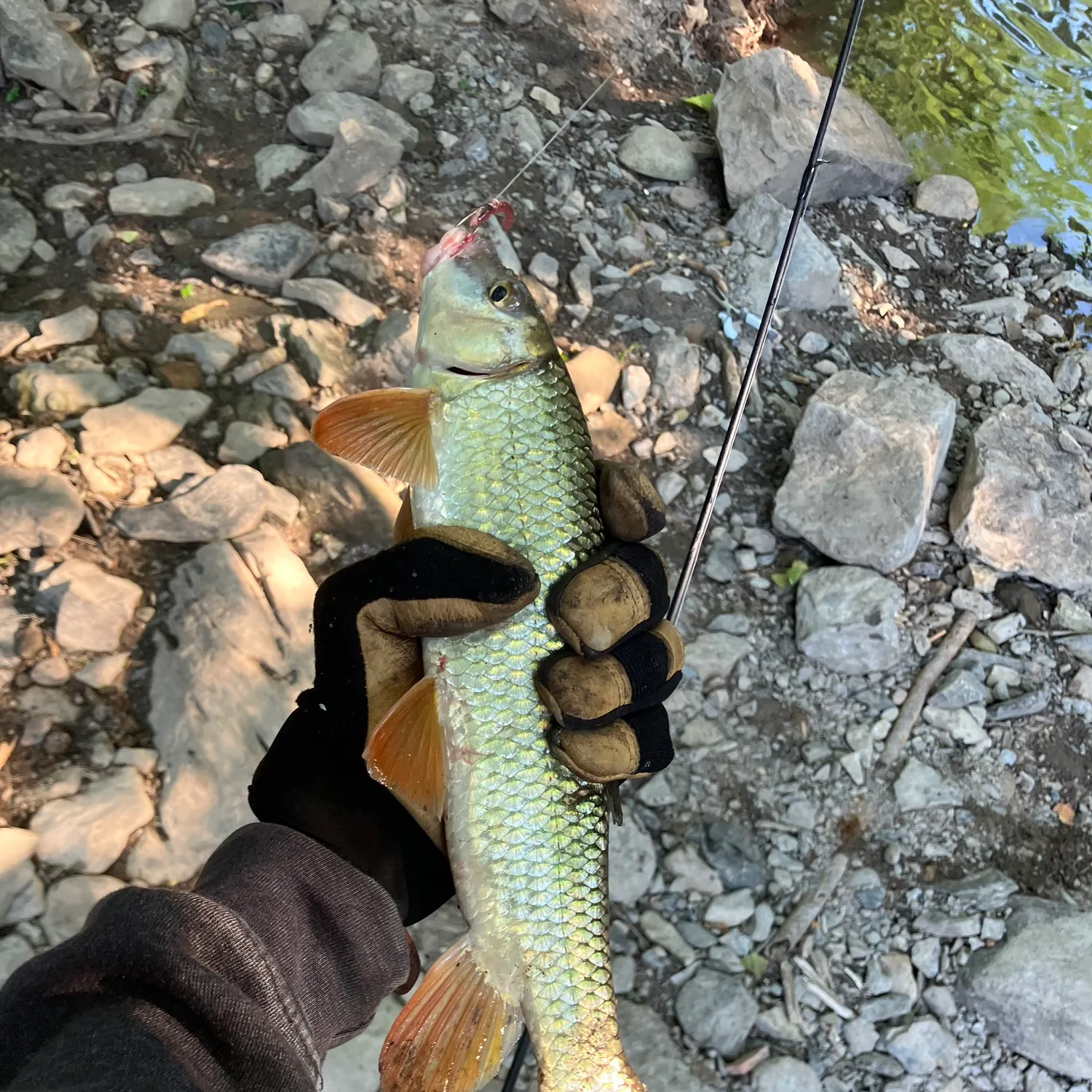 The most recent Shorthead redhorse catches on Fishbrain