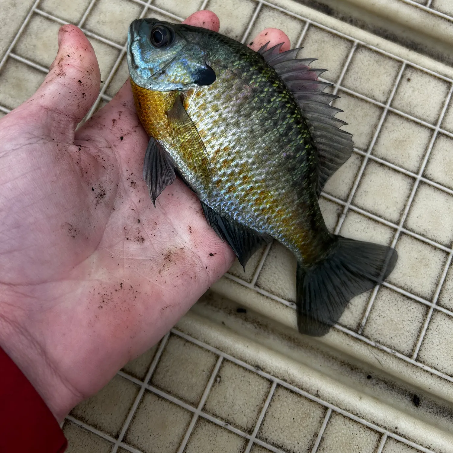 Bluegill caught on Fishbrain