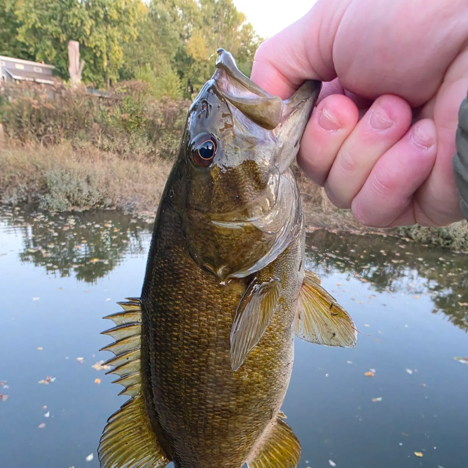 Smallmouth bass caught on Fishbrain