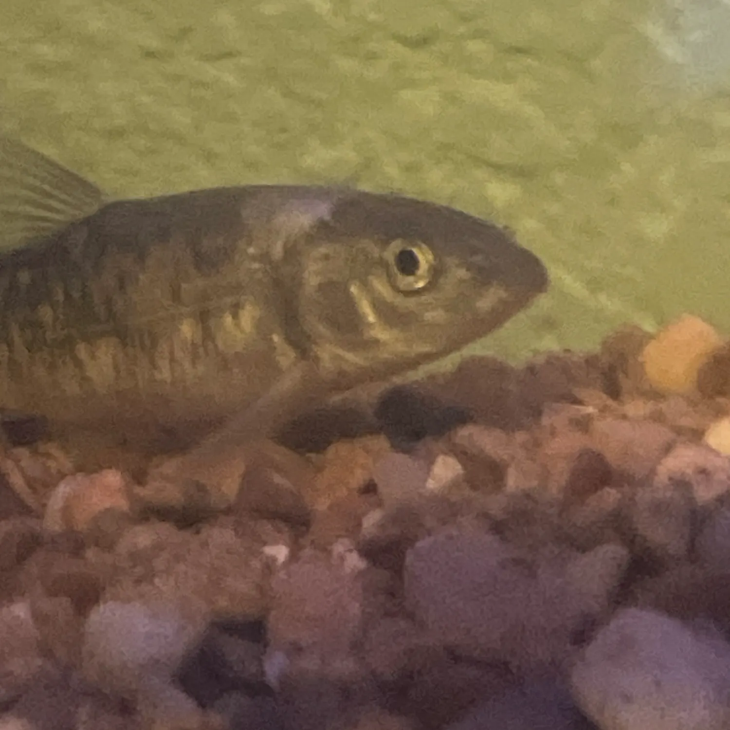 The most recent Sand shiner catches on Fishbrain