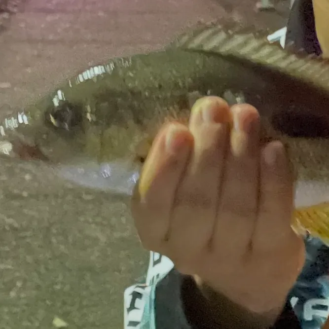 Moses perch caught on Fishbrain