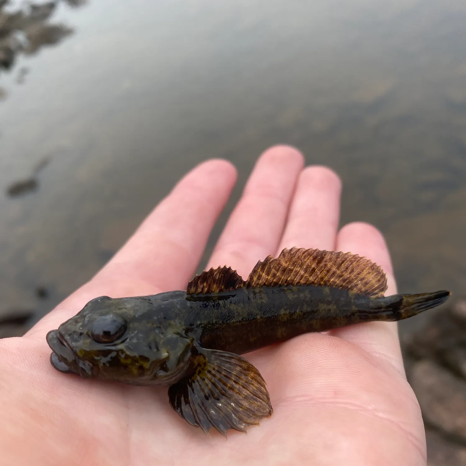 The most recent Prickly sculpin catches on Fishbrain