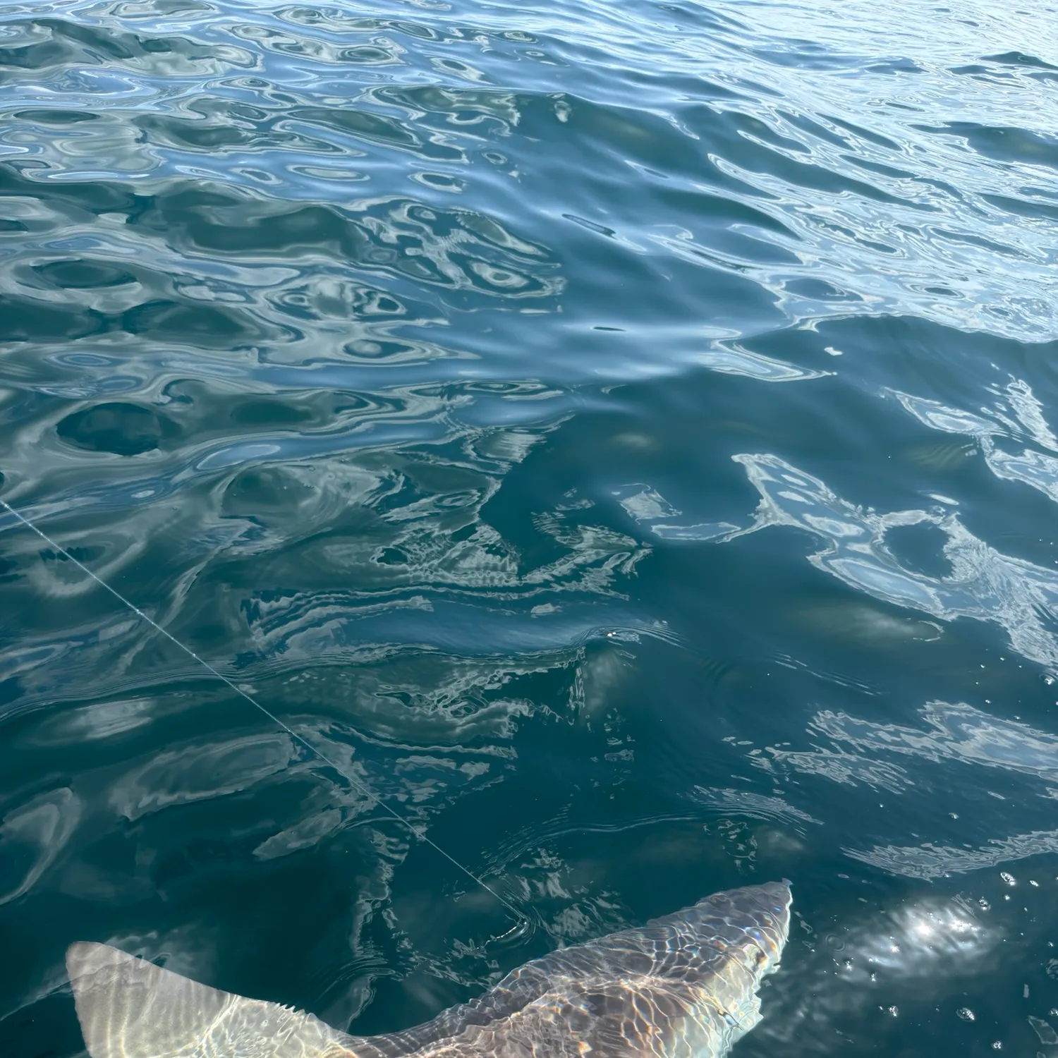 The most recent Suckermouth catfish catches on Fishbrain