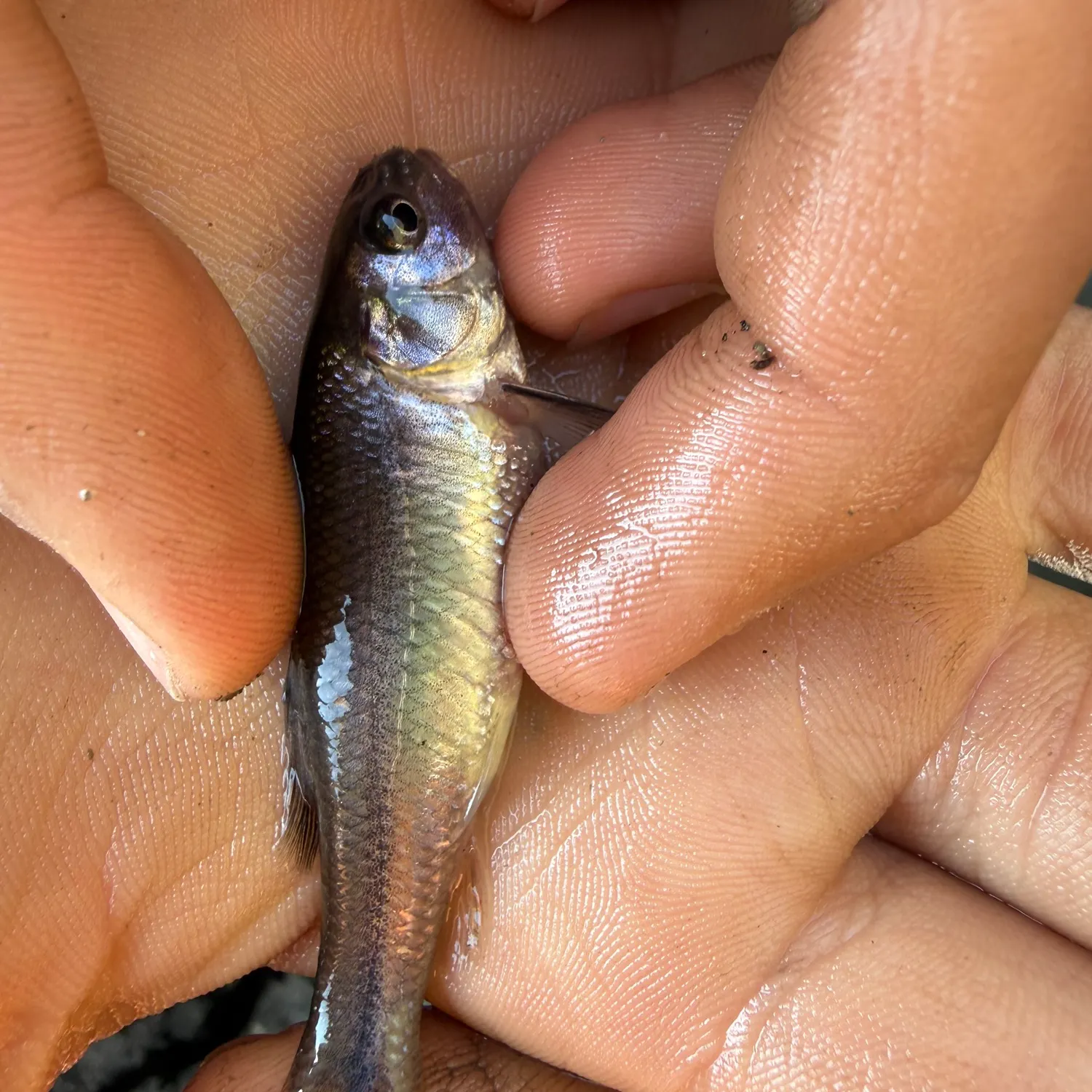 The most recent California roach catches on Fishbrain