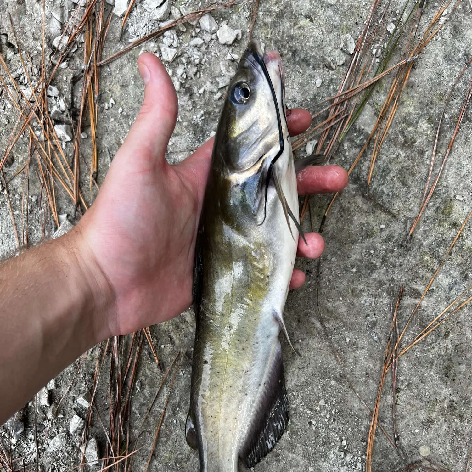 Channel catfish caught on Fishbrain