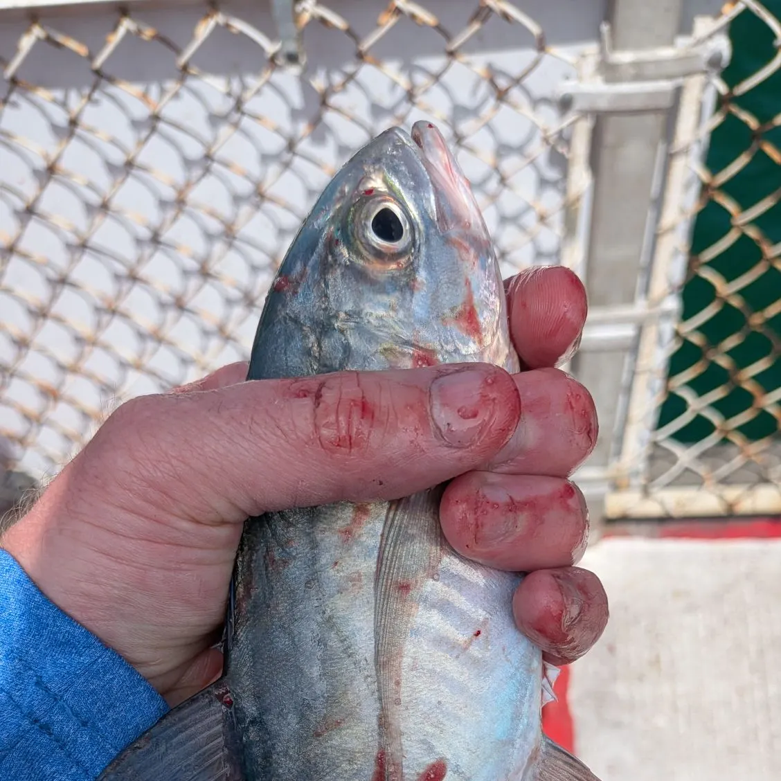 The most recent Blue runner catches on Fishbrain