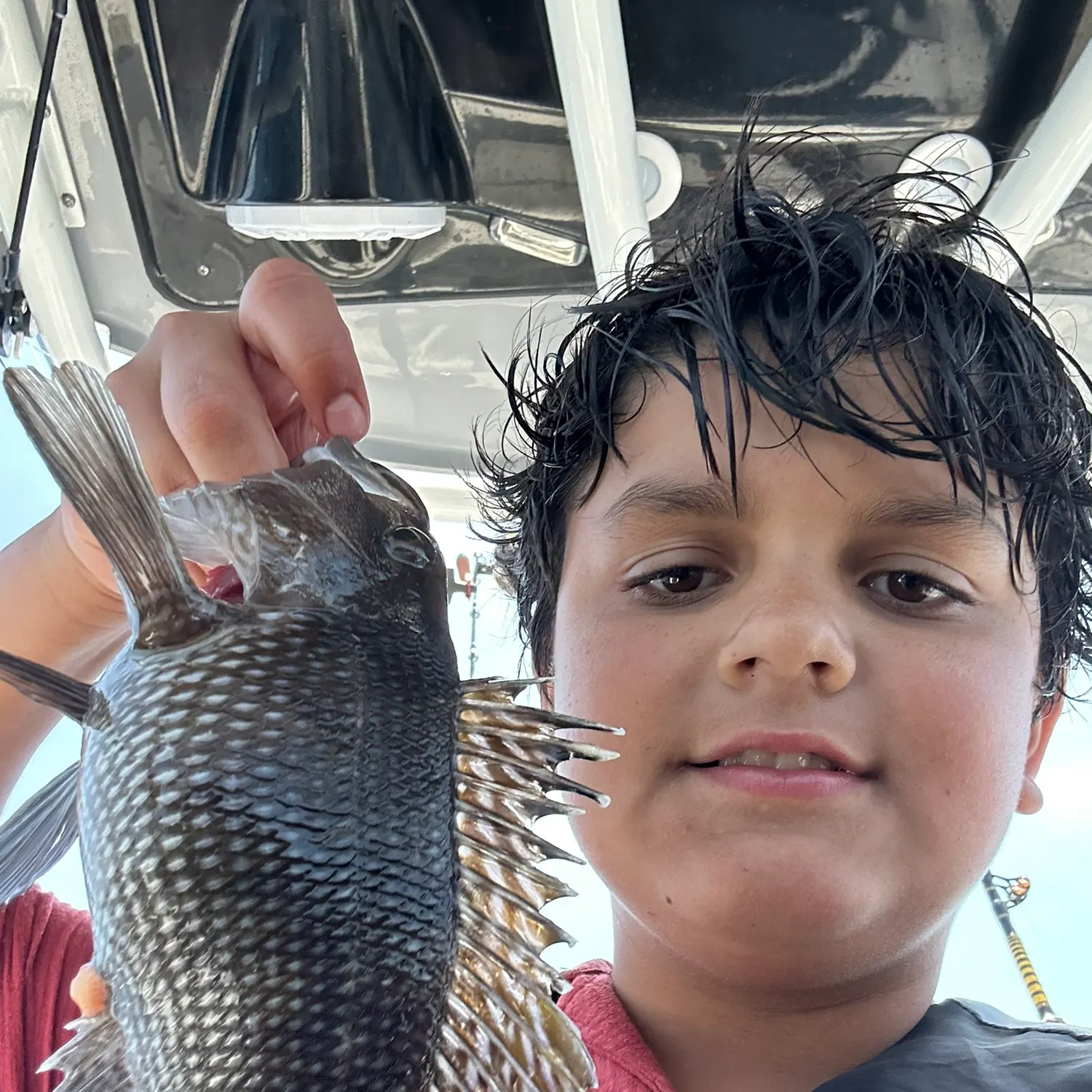 The most recent Black sea bass catches on Fishbrain